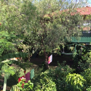  - jaguar,mexico